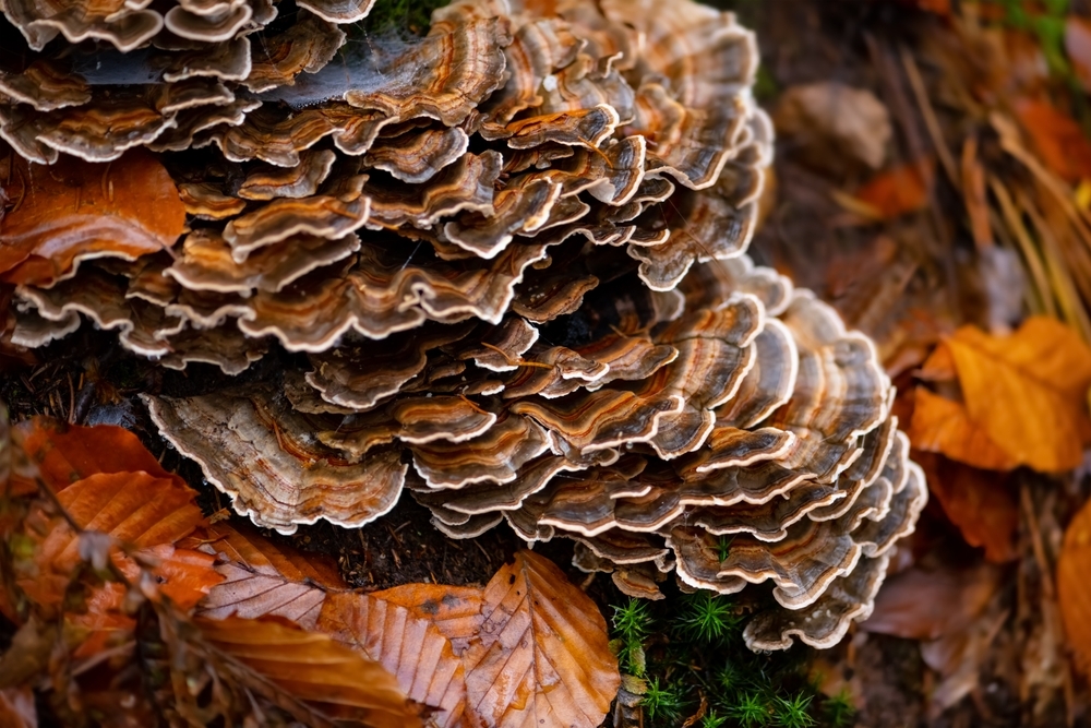 Turkey,Tail,(trametes,Versicolor,Or,Coriolus,Versicolor,And,Polyporus,Versicolor)