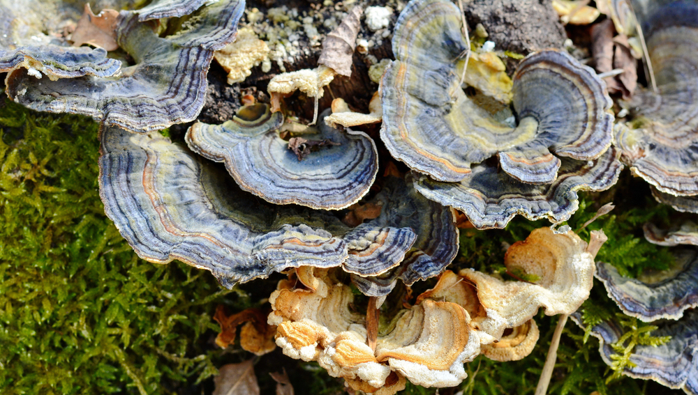 Turkey,Tail.,Trametes,Versicolor,,Also,Known,As,Coriolus,Versicolor,And