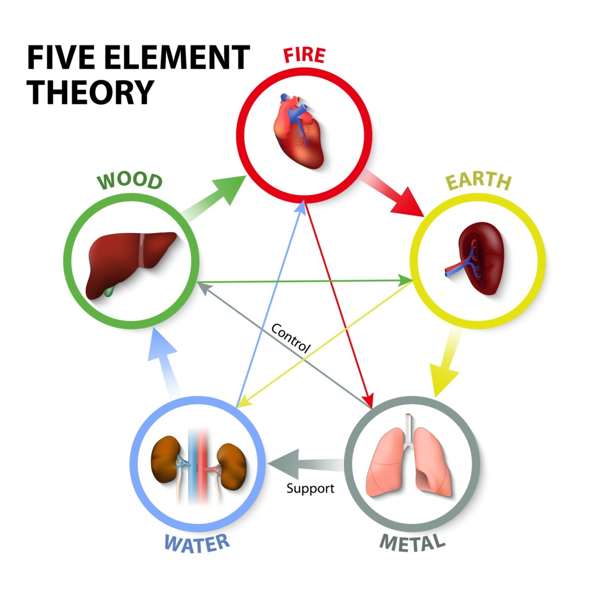 five-elements-organs