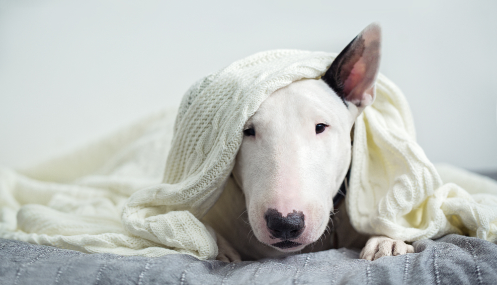 bullterrier