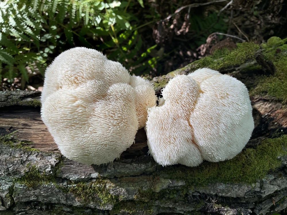 hericium