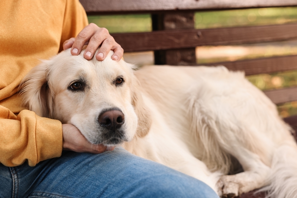 golden-retriever