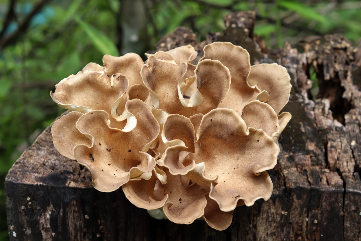 Polyporus