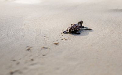 Little,Sea,Turtle,Cub,,Crawls,Along,The,Sandy,Shore,In